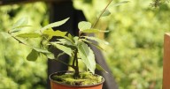 Cómo plantar laurel en casa: la guía práctica para tener siempre hojas frescas