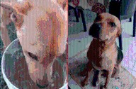Hallaron un perro muerto y otro agonizante por trampas de ciervos en Toma Vieja