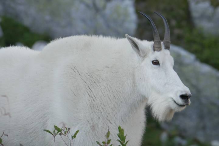 PHOTOS: Friendly phantoms of the alpine