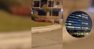 Vídeo | Unos jabalíes pasean en plena carretera frente al Hospital de Ourense