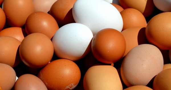 Se reveló el misterio: esta es la diferencia entre los huevos de cáscara blanca y cáscara marrón y este es el más saludable