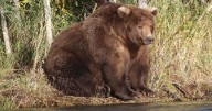 Tubby titans compete to bear title of fattest bear of 2025