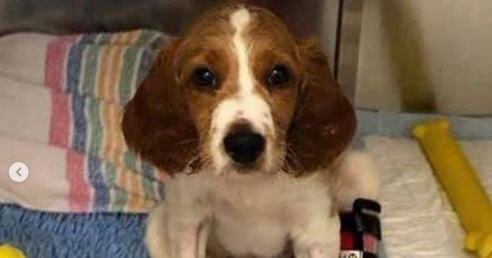 Brit dog owners warned of deadly virus with 'barbaric symptoms' after spike in cases