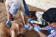 Gobierno de Yucatán alerta sobre gusano barrenador: 50 nuevos casos