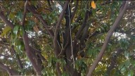 Noose-like rope found outside Atlanta's APEX Museum