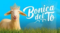 CMM presenta “Bonica del tó”, el nuevo concurso que busca a la oveja más bonita de la región