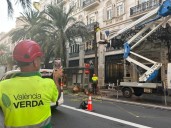 El Ayuntamiento de Valencia retira tres palmeras en la calle Barcas por riesgo grave de caída   
