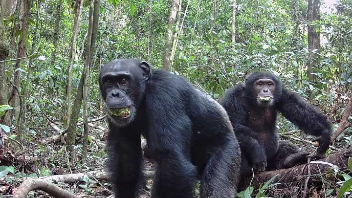Happy hour? Chimps' daily fermented fruit equals 2 cocktails: Study