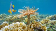 Biosfera en peligro: Estudio revela riesgo en el 60% de la Tierra