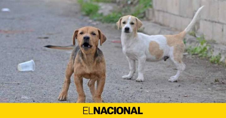 Diego Fernández, ingeniero químico: "Cansado de que perros orinen delante de tu casa, existe una solución"