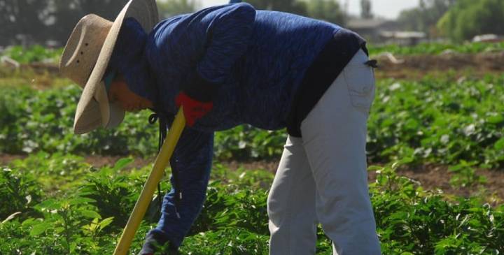 Último Censo Agrícola: En Puerto Rico hay menos fincas