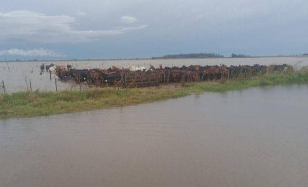 Desastre agropecuario por los campos inundados en Provincia de Buenos Aires: declaran la emergencia tras las lluvias