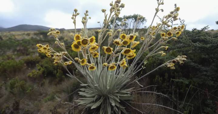 Sumapaz, la Bogotá rural que guarda el páramo más grande del mundo