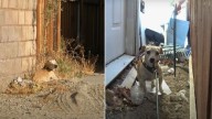 Senior California Dog Roamed The Streets For 3 Years And Has Lost All Faith In People