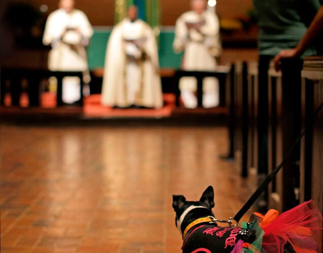 Local churches to host pet blessings for St. Francis Day Oct. 4