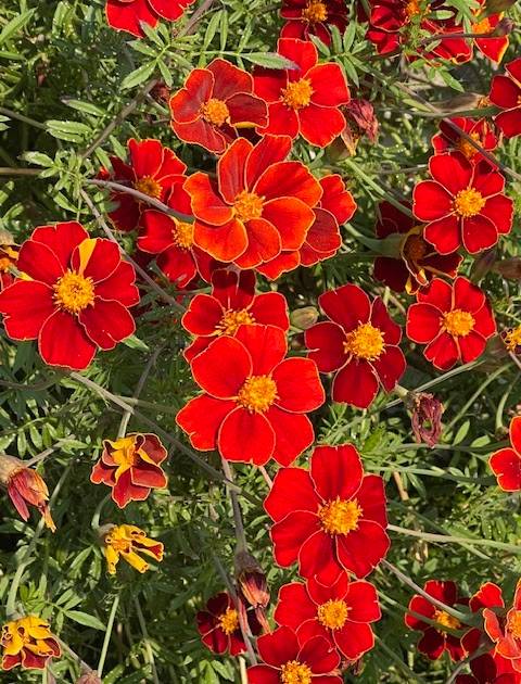 Lee's flowers: another orange beauty