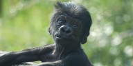 Help name the Cheyenne Mountain Zoo’s baby gorilla!