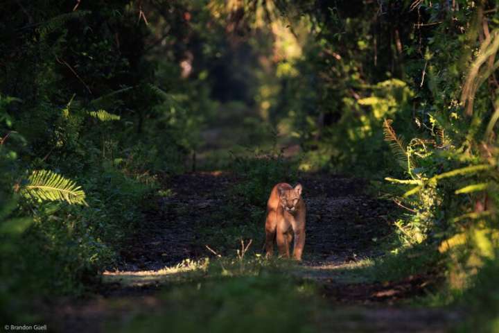 Reported Florida panther death brings 2025 toll to 14, 13 by vehicle collision