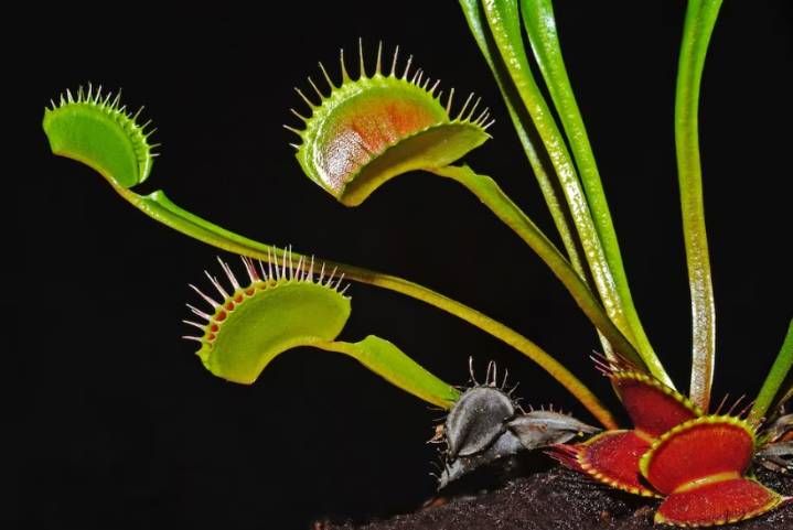 Plantas carnívoras en casa: cuidados, alimentación y curiosidades