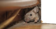 'Excellent' £26 rodent deterrent leaves garages 'mice