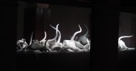 Bernardí Roig ‘enciende’ en el Museu de Mallorca el infierno natal de los Bous de Costitx