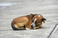 Van 950 denuncias por maltrato animal en 2025
