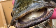 El avance del bagre de cabeza plana en Estados Unidos enciende alarmas por la fauna nativa y preocupa a los expertos