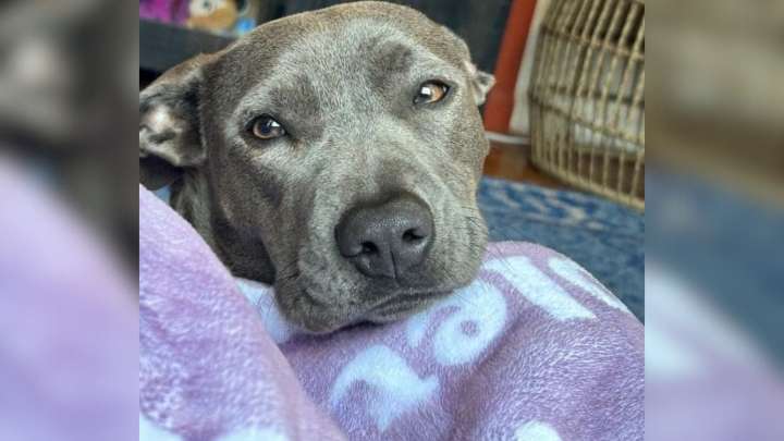 Tennessee Woman's Jaw Drops When Vet Exposes The Real Story Behind Her Pup's $400 Diagnosis