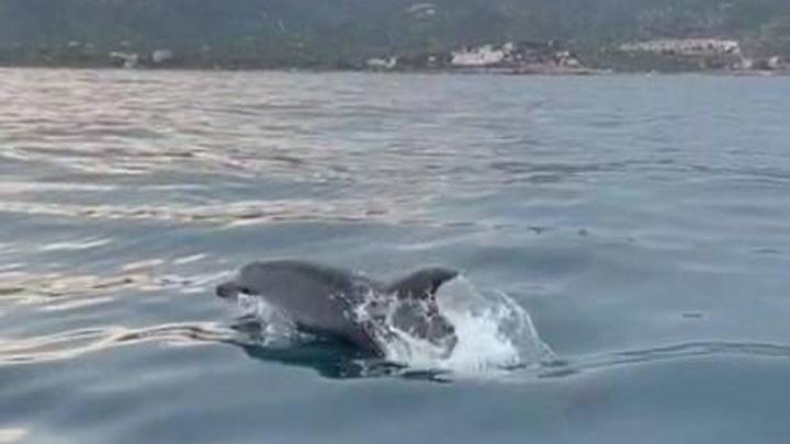 Los delfines patrullan la costa entre Peñíscola y Alcossebre