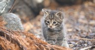 Scottish zoo welcomes cute kitten named after Taylor Swift