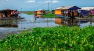 Hydrilla verticillata pone en riesgo la pesca y la vida en Nueva Venecia