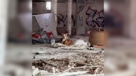 Missouri Pup Dumped In Crumbling Building With Nothing But A Blanket Breaks Rescuers’ Hearts
