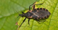 What to know about the 'kissing bug' disease in Louisiana