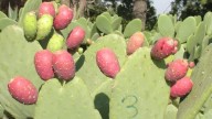 Jugo de tuna en lugar de bebidas azucaradas en las escuelas de nivel básico