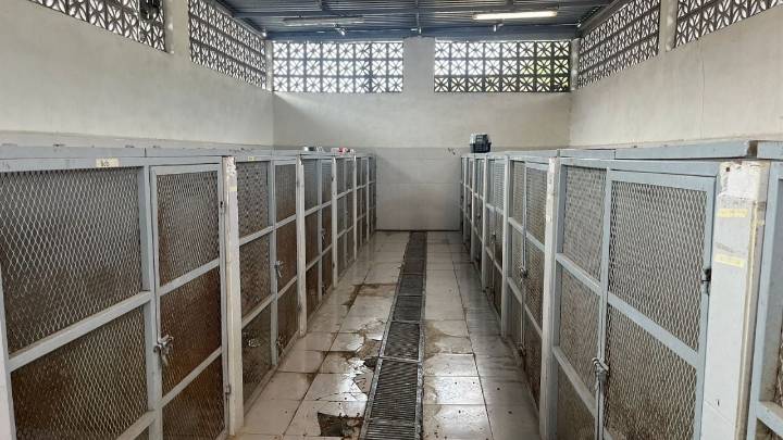 Inician limpieza de albergue de perros en Santa Catarina