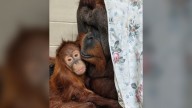 Internationally loved orangutan, 32, euthanized after years at Denver Zoo