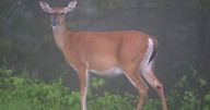Outdoors | DCNR announces new antlerless hunting opportunities in state parks and forests