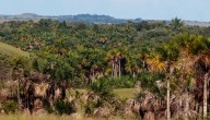 Ecopetrol identificó cerca de 2.500 especies de fauna y flora en sus 15 ecoreservas