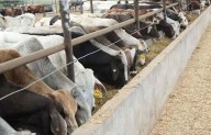 Consejo Agropecuario no ve amenaza en relación con EU por gusano barrenador