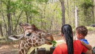 Campamentos de otoño en el Zoológico de Carolina del Norte