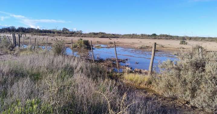 La lluvia bendita que cambió el ánimo de los productores ganaderos y los puso en modo ¡Vamos para adelante!