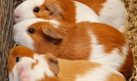 Letter: Is this what USU calls humane treatment of animals?