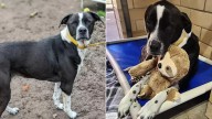 Louisiana Dog Finds Joy In Snuggling With Her Plushie Toy As She Awaits Adoption