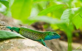 Semana de la Biodiversidad en Cali