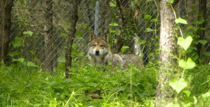 Oportunidades sincrónicas: 44 años de trabajo del INECOL conservando al lobo mexicano