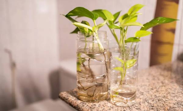 CHAU POTUS: La planta en tendencia para tu hogar