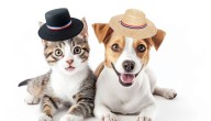 Fiestas Patrias: las comidas "dieciocheras" que NUNCA debes darle a tu perro o gato