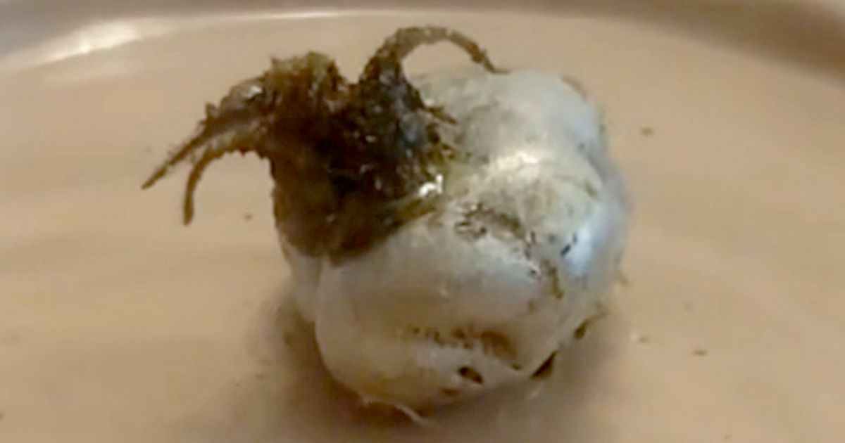Boy finds 'alien creature that feeds off light' after 'meteorite smashes into house'
