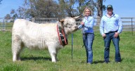 The Komachas' quest for breed success with Hunter Highlands