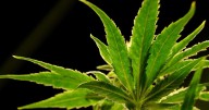 A drug made from marijuana reduced back pain in a large study